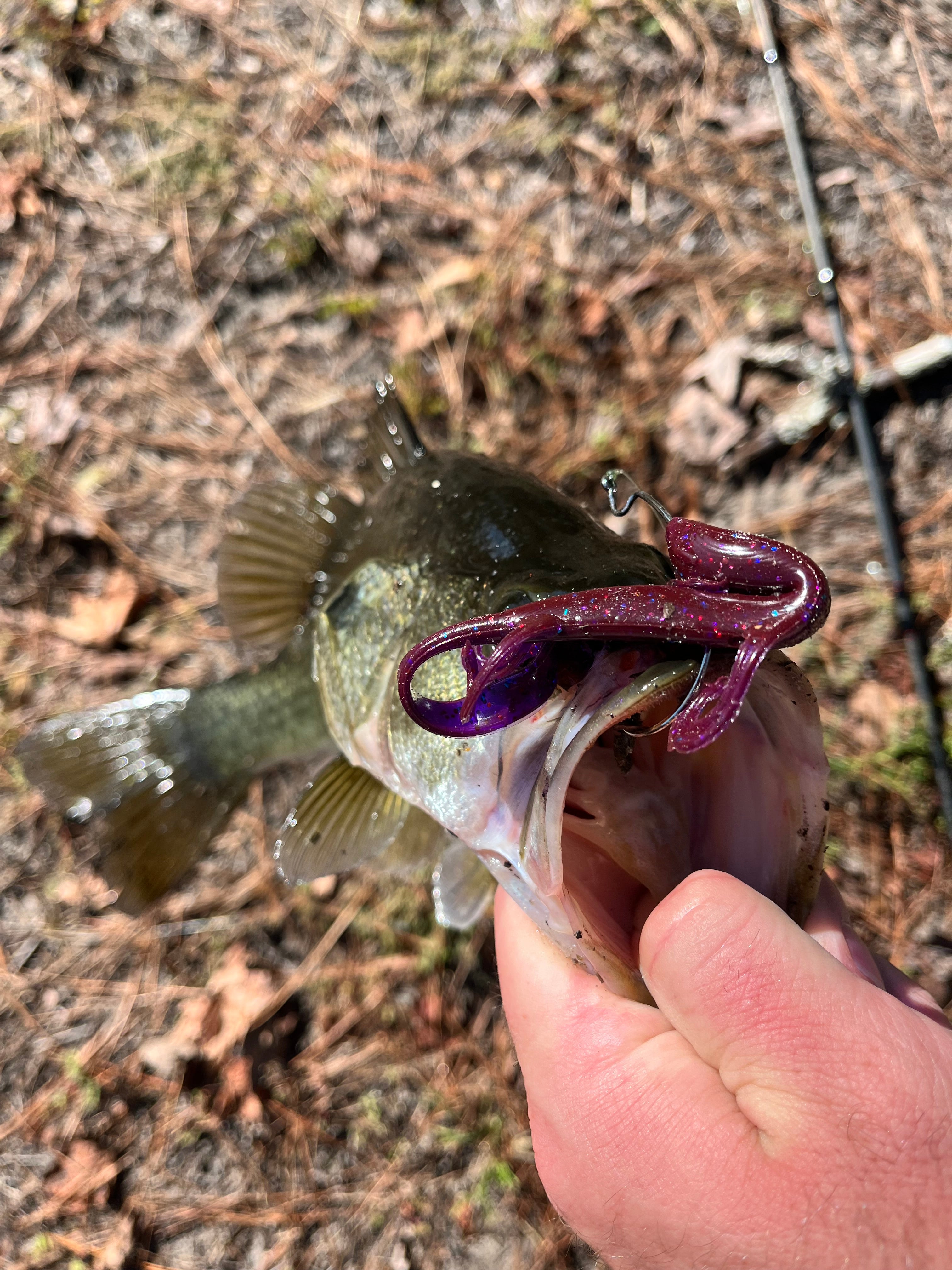 6" Lizard Creature Bait (pack of 6)