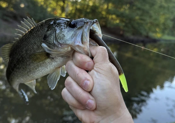 5" Stick Bait (Pack of 9)