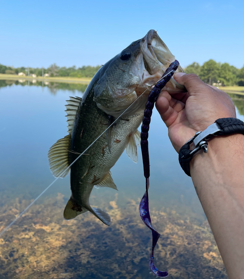 best freshwater bass worm lures 13