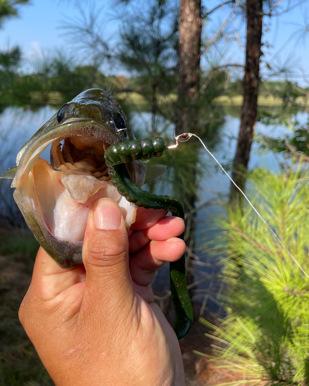 10" Ribbon Tail Worms (pack of 8)