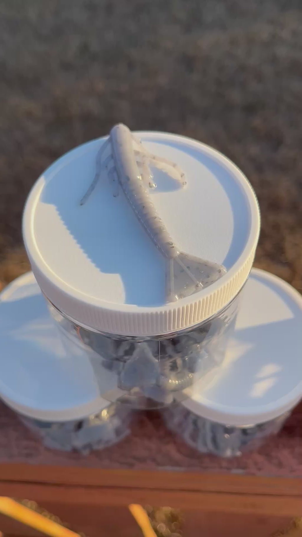 2.6” Shrimp (containers of 12)