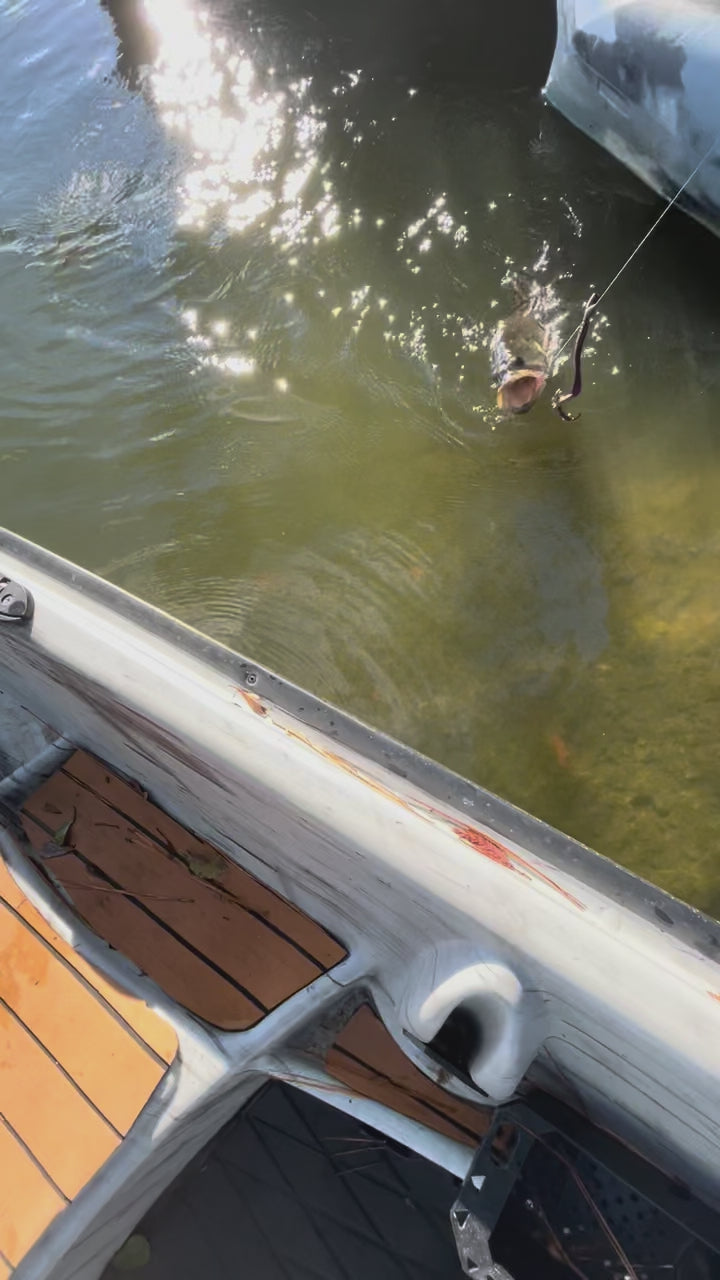 10" Ribbon Tail Worms (pack of 8)